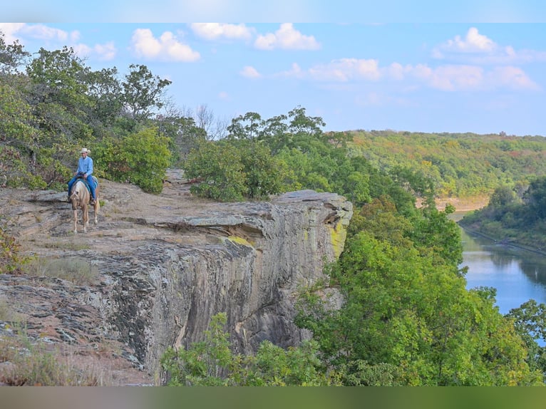 American Quarter Horse Ruin 6 Jaar 163 cm Palomino in Rockville