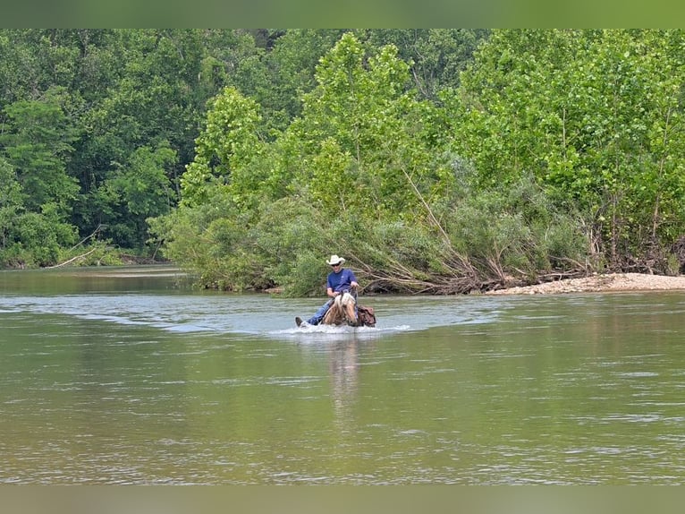 American Quarter Horse Ruin 6 Jaar 163 cm Palomino in Rockville