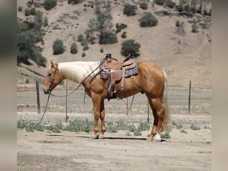 American Quarter Horse Ruin 6 Jaar 163 cm Palomino in Paicines CA
