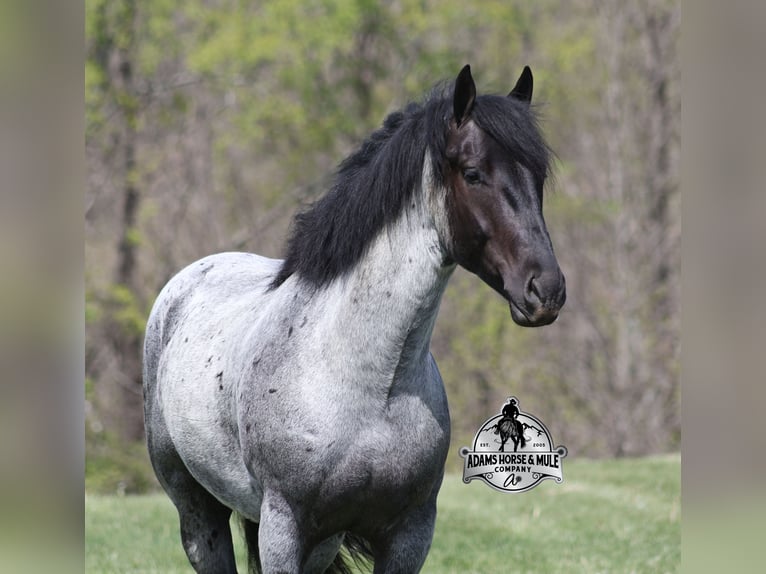 American Quarter Horse Ruin 6 Jaar 163 cm Roan-Blue in Mount Vernon