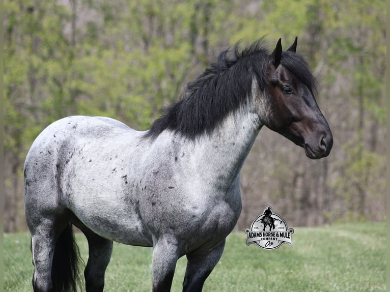 American Quarter Horse Ruin 6 Jaar 163 cm Roan-Blue in Mount Vernon