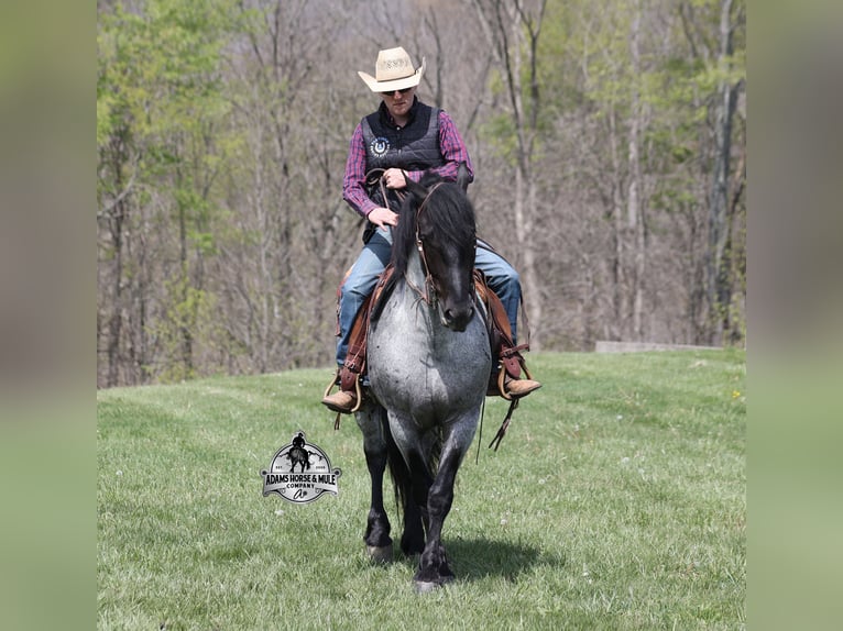 American Quarter Horse Ruin 6 Jaar 163 cm Roan-Blue in Mount Vernon