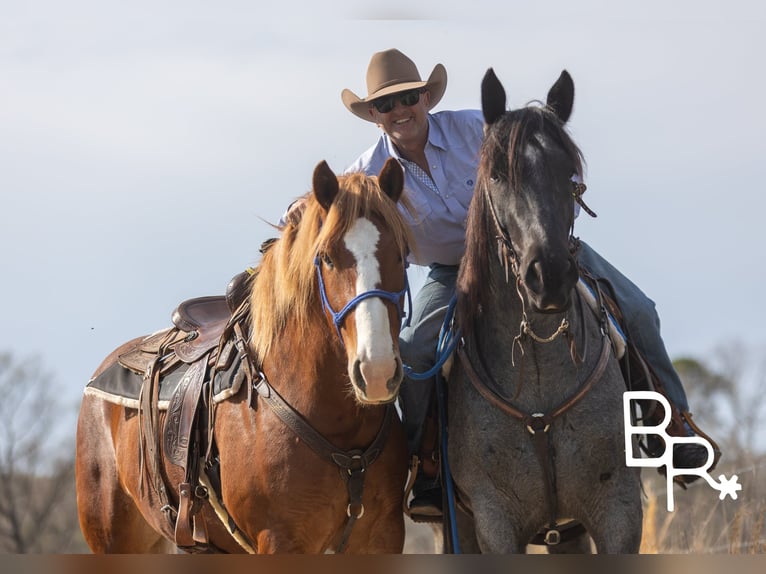 American Quarter Horse Ruin 6 Jaar 163 cm Roan-Blue in Mountain Grove MO