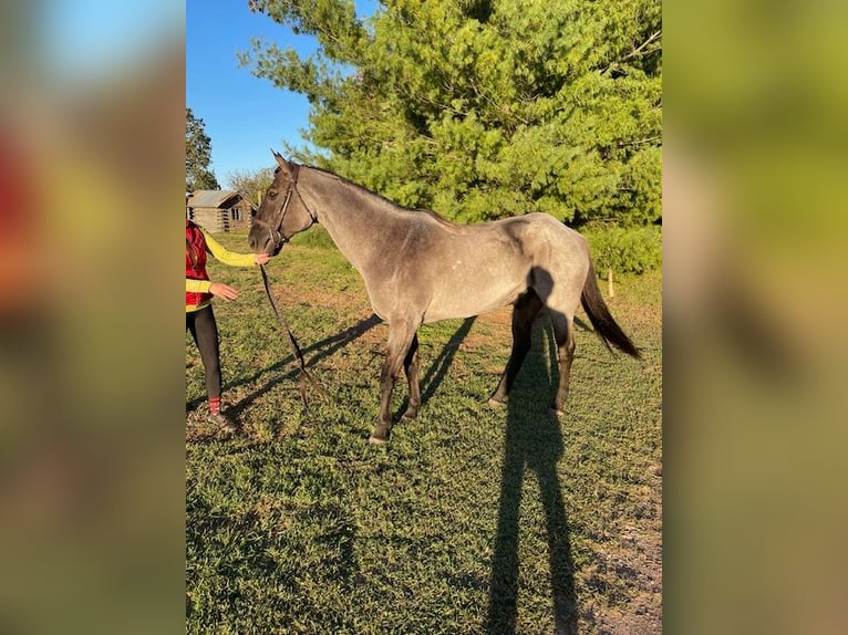 American Quarter Horse Ruin 6 Jaar 163 cm Roan-Blue in Springfield MO