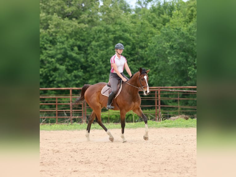 American Quarter Horse Mix Ruin 6 Jaar 163 cm Roodbruin in Athens