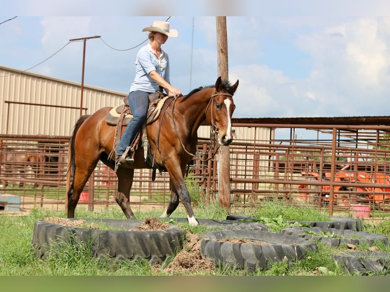 American Quarter Horse Mix Ruin 6 Jaar 163 cm Roodbruin in Athens