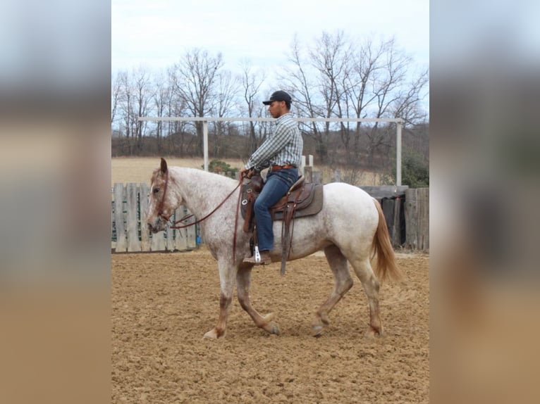 American Quarter Horse Ruin 6 Jaar 163 cm Roodvos in Everett PA