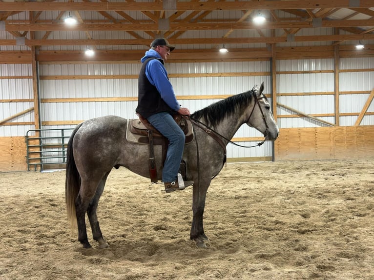 American Quarter Horse Ruin 6 Jaar 163 cm Schimmel in Auxvasse, MO