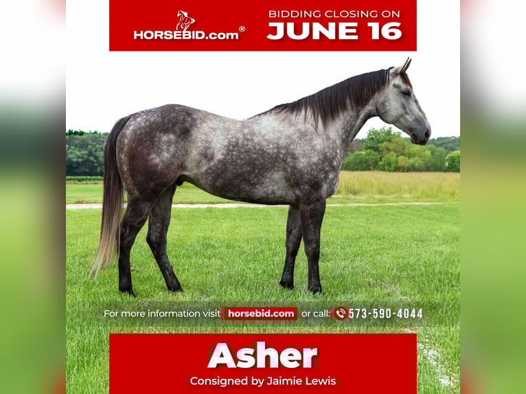 American Quarter Horse Ruin 6 Jaar 163 cm Schimmel in Auxvasse, MO