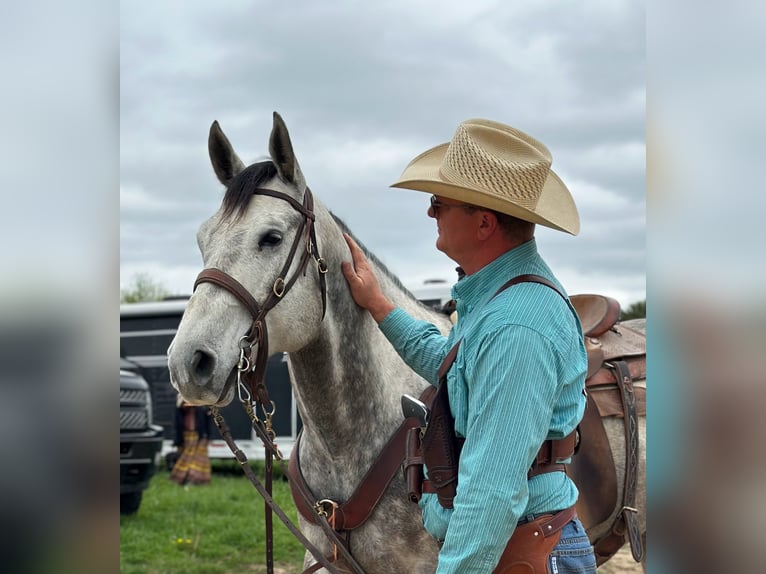 American Quarter Horse Ruin 6 Jaar 163 cm Schimmel in Auxvasse, MO