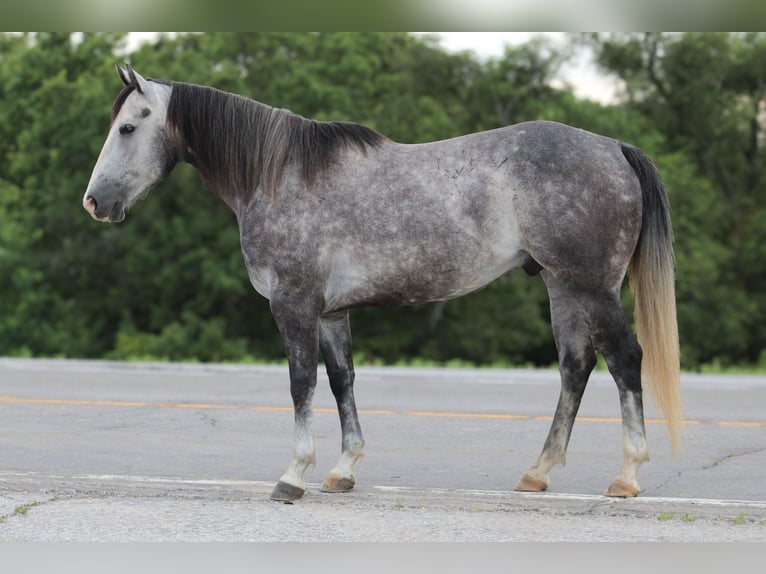 American Quarter Horse Ruin 6 Jaar 163 cm Schimmel in Princeton MO