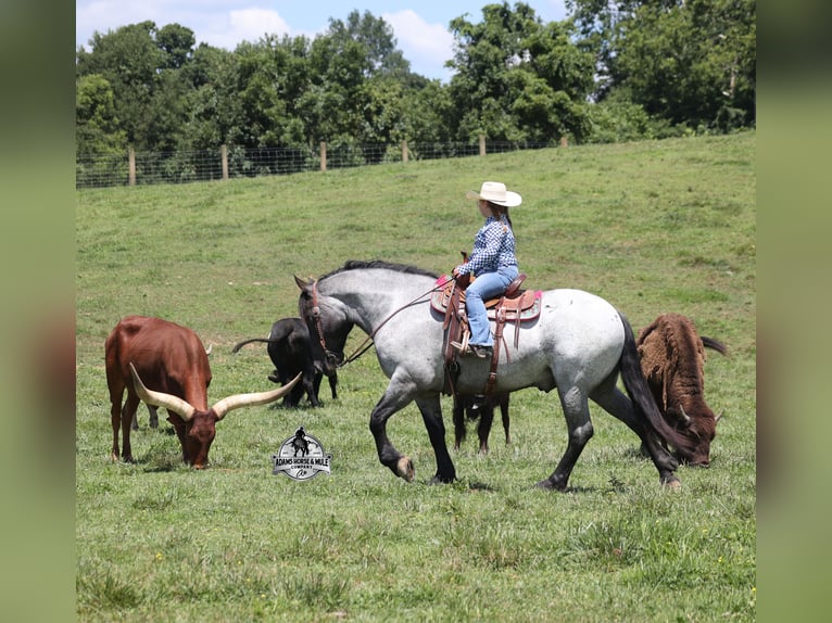 American Quarter Horse Ruin 6 Jaar 163 cm  in Mount Vernon