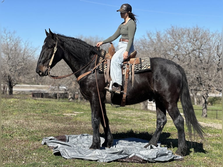 American Quarter Horse Ruin 6 Jaar 163 cm Zwart in Jacksboro TX