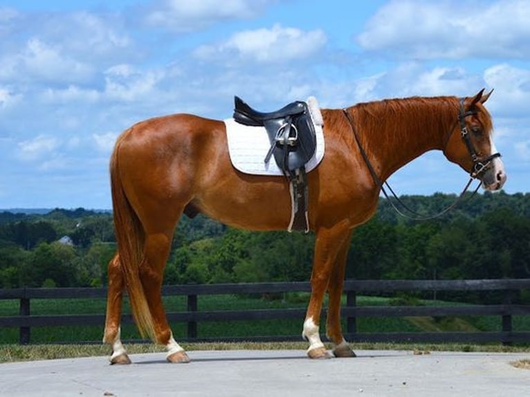 American Quarter Horse Ruin 6 Jaar 165 cm Donkere-vos in Fredricksburg, OH