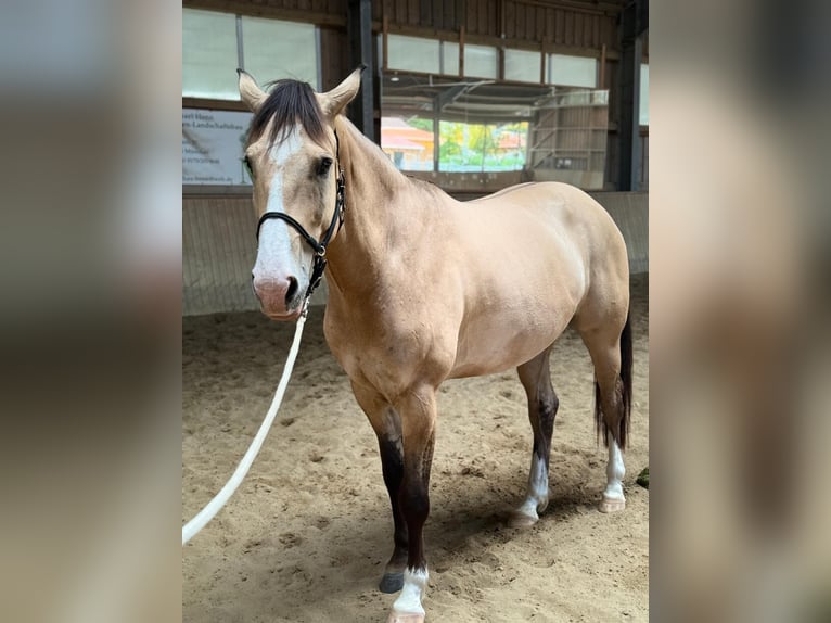American Quarter Horse Mix Ruin 6 Jaar 165 cm Falbe in Massa Marittima