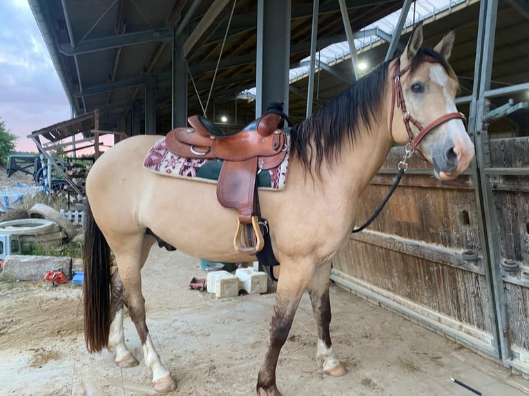 American Quarter Horse Mix Ruin 6 Jaar 165 cm Falbe in Massa Marittima
