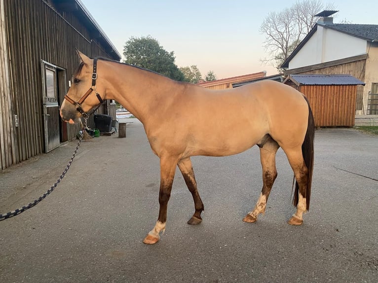 American Quarter Horse Mix Ruin 6 Jaar 165 cm Falbe in Massa Marittima