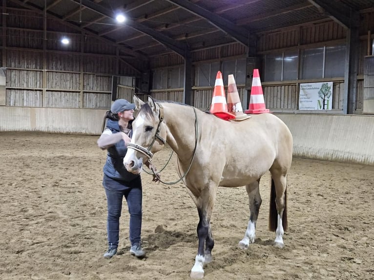 American Quarter Horse Mix Ruin 6 Jaar 165 cm Falbe in Massa Marittima