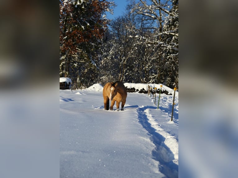 American Quarter Horse Mix Ruin 6 Jaar 165 cm Falbe in Massa Marittima
