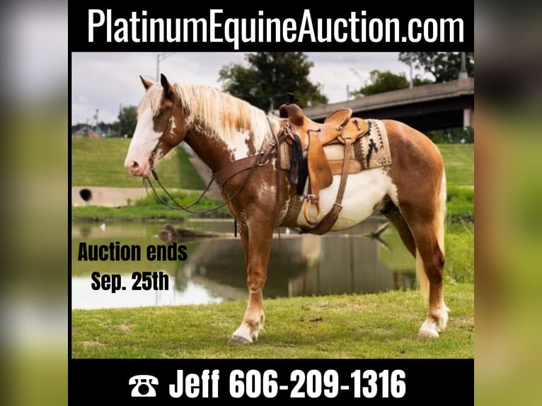 American Quarter Horse Ruin 6 Jaar 165 cm Overo-alle-kleuren in Middletown OH