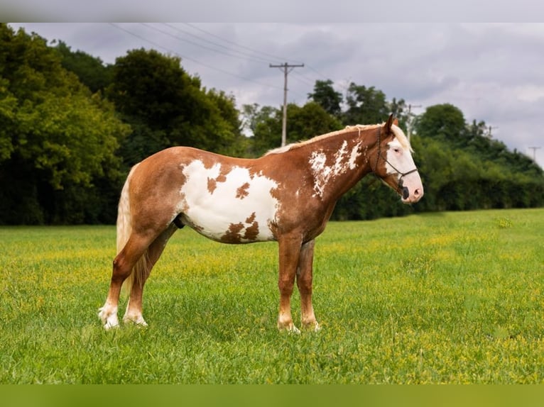 American Quarter Horse Ruin 6 Jaar 165 cm Overo-alle-kleuren in Middletown OH