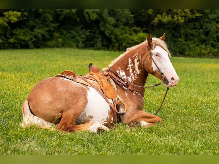 American Quarter Horse Ruin 6 Jaar 165 cm Overo-alle-kleuren in Middletown OH