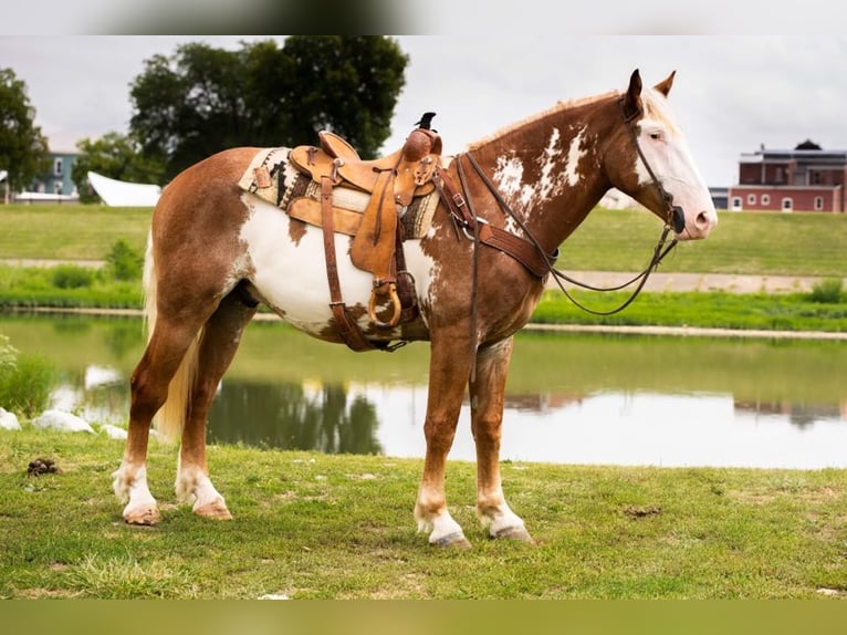 American Quarter Horse Ruin 6 Jaar 165 cm Overo-alle-kleuren in Middletown OH