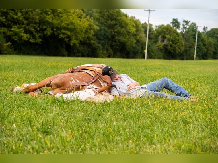 American Quarter Horse Ruin 6 Jaar 165 cm Overo-alle-kleuren in Middletown OH