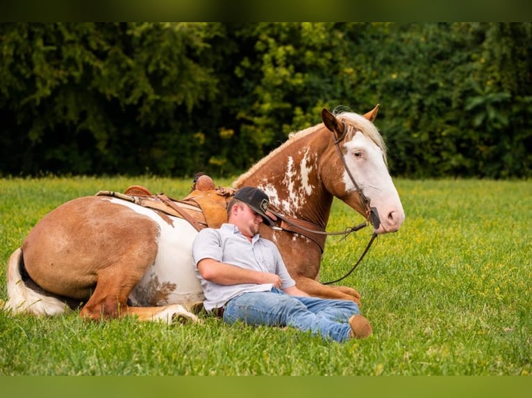 American Quarter Horse Ruin 6 Jaar 165 cm Overo-alle-kleuren in Middletown OH