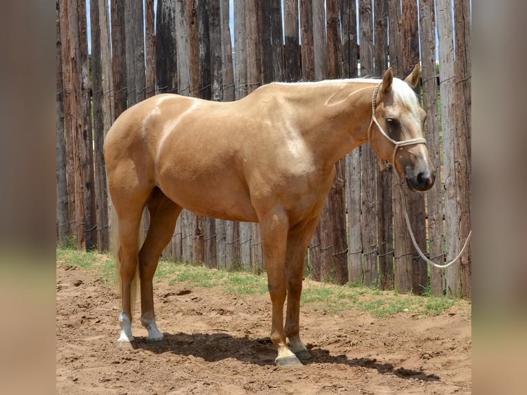 American Quarter Horse Ruin 6 Jaar 165 cm Palomino in Stephenville, TX