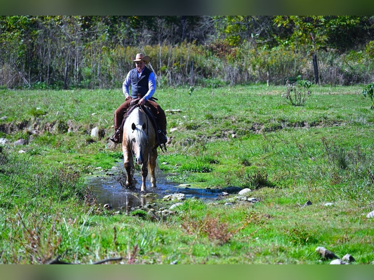 American Quarter Horse Mix Ruin 6 Jaar 165 cm Palomino in Fredericksburg, OH