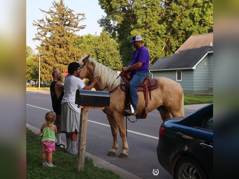 American Quarter Horse Ruin 6 Jaar 165 cm Palomino in Windom Mn