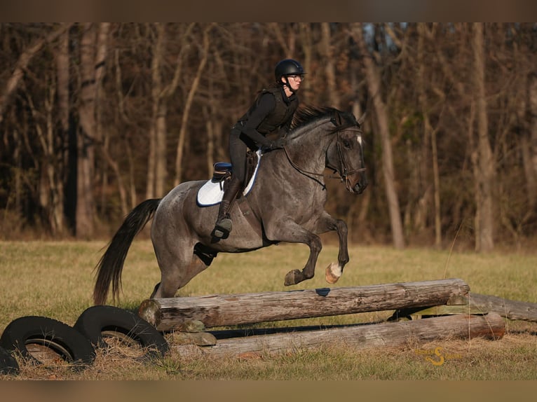 American Quarter Horse Ruin 6 Jaar 165 cm Roan-Blue in Bogard MO