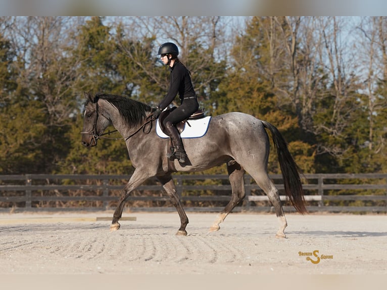 American Quarter Horse Ruin 6 Jaar 165 cm Roan-Blue in Bogard MO