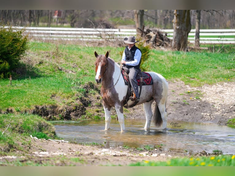 American Quarter Horse Ruin 6 Jaar 165 cm Roan-Red in Independence IA