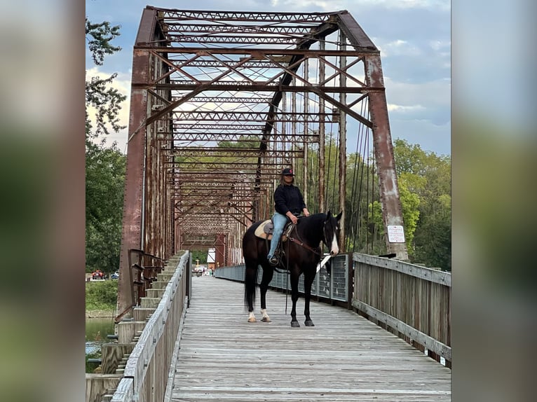 American Quarter Horse Ruin 6 Jaar 165 cm Zwart in Lisbon IA