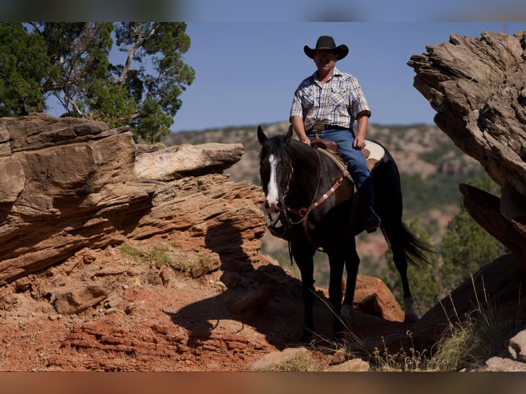 American Quarter Horse Ruin 6 Jaar 165 cm Zwart in Lisbon IA