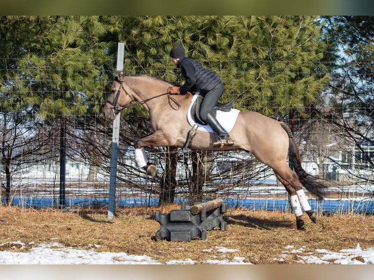 American Quarter Horse Ruin 6 Jaar 168 cm Grullo in Shipshewana
