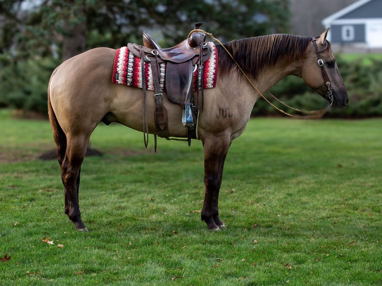 American Quarter Horse Ruin 6 Jaar 168 cm Grullo in Shipshewana