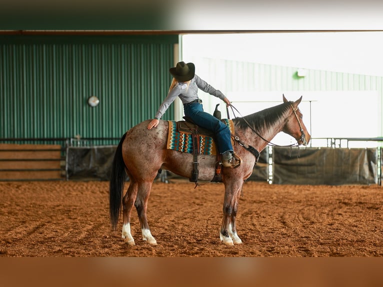 American Quarter Horse Ruin 6 Jaar 168 cm Roan-Bay in Quitman