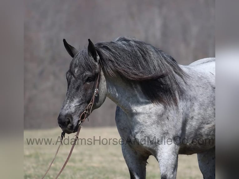 American Quarter Horse Ruin 6 Jaar 168 cm Roan-Blue in Mount Vernon