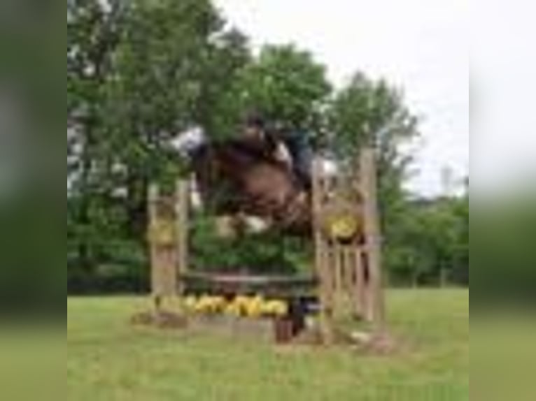 American Quarter Horse Ruin 6 Jaar 173 cm Roodbruin in Howell