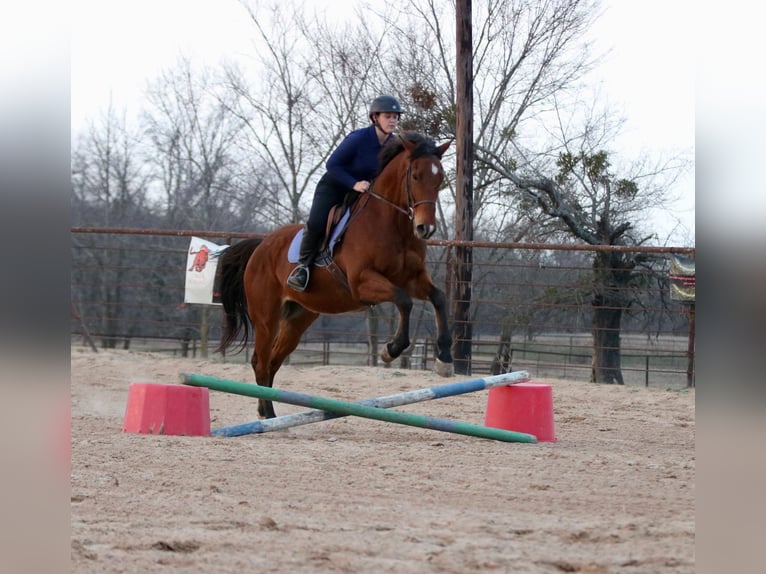 American Quarter Horse Mix Ruin 6 Jaar 173 cm Roodbruin in Athens