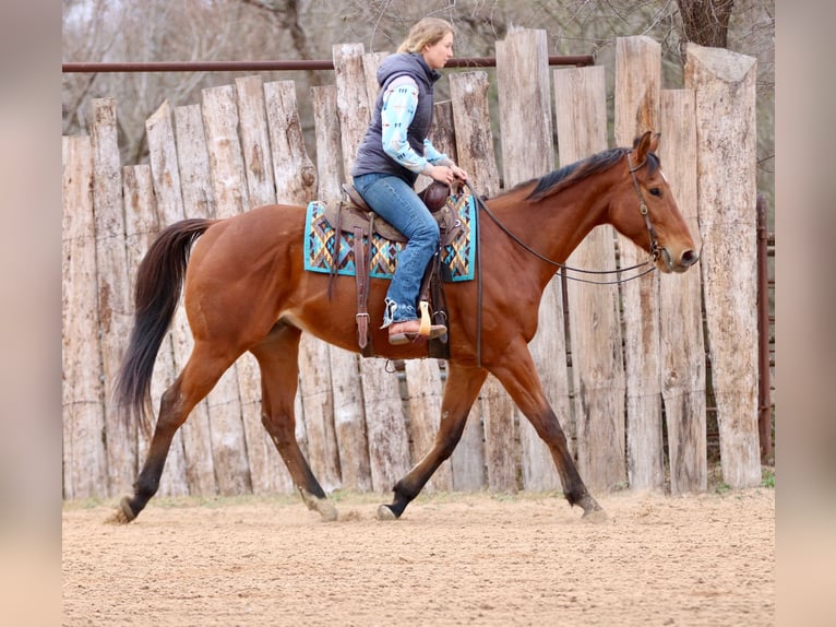 American Quarter Horse Mix Ruin 6 Jaar 173 cm Roodbruin in Athens