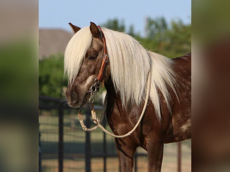 American Quarter Horse Ruin 6 Jaar 99 cm Bruin in jOSHUA tx