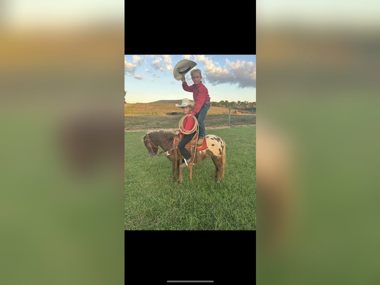 American Quarter Horse Ruin 6 Jaar 99 cm Roodbruin in Huntland, TN