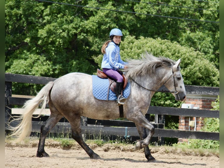 American Quarter Horse Ruin 6 Jaar Appelschimmel in Highland MI