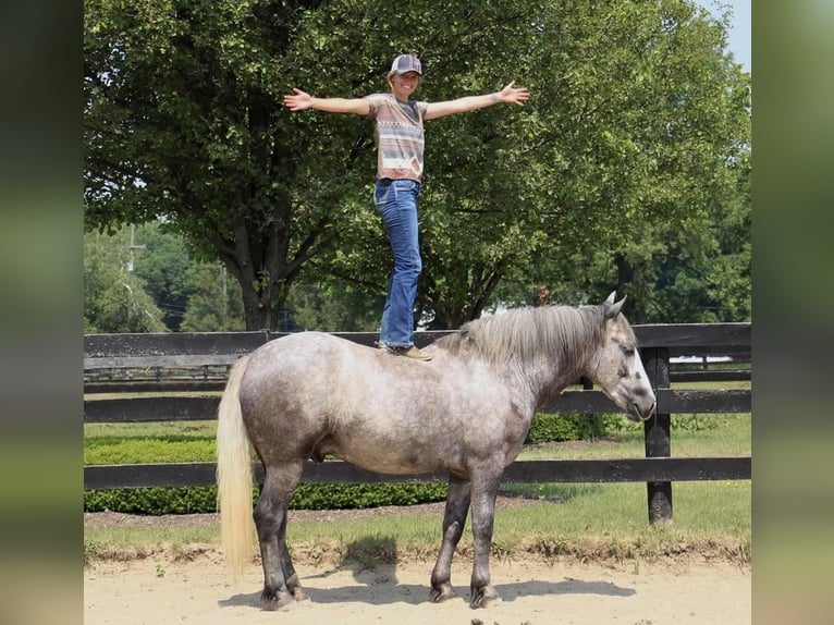 American Quarter Horse Ruin 6 Jaar Appelschimmel in Highland MI