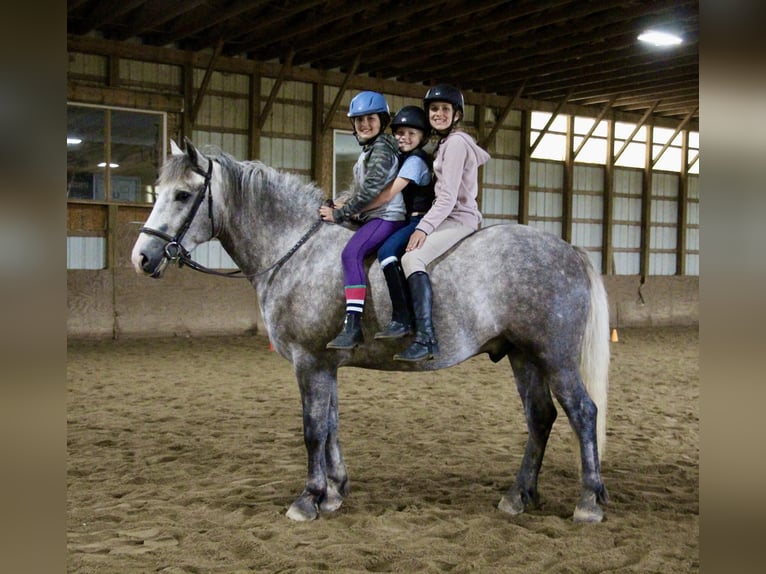 American Quarter Horse Ruin 6 Jaar Appelschimmel in Highland MI