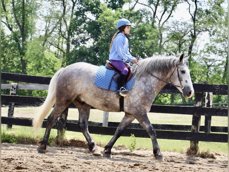 American Quarter Horse Ruin 6 Jaar Appelschimmel in Highland MI